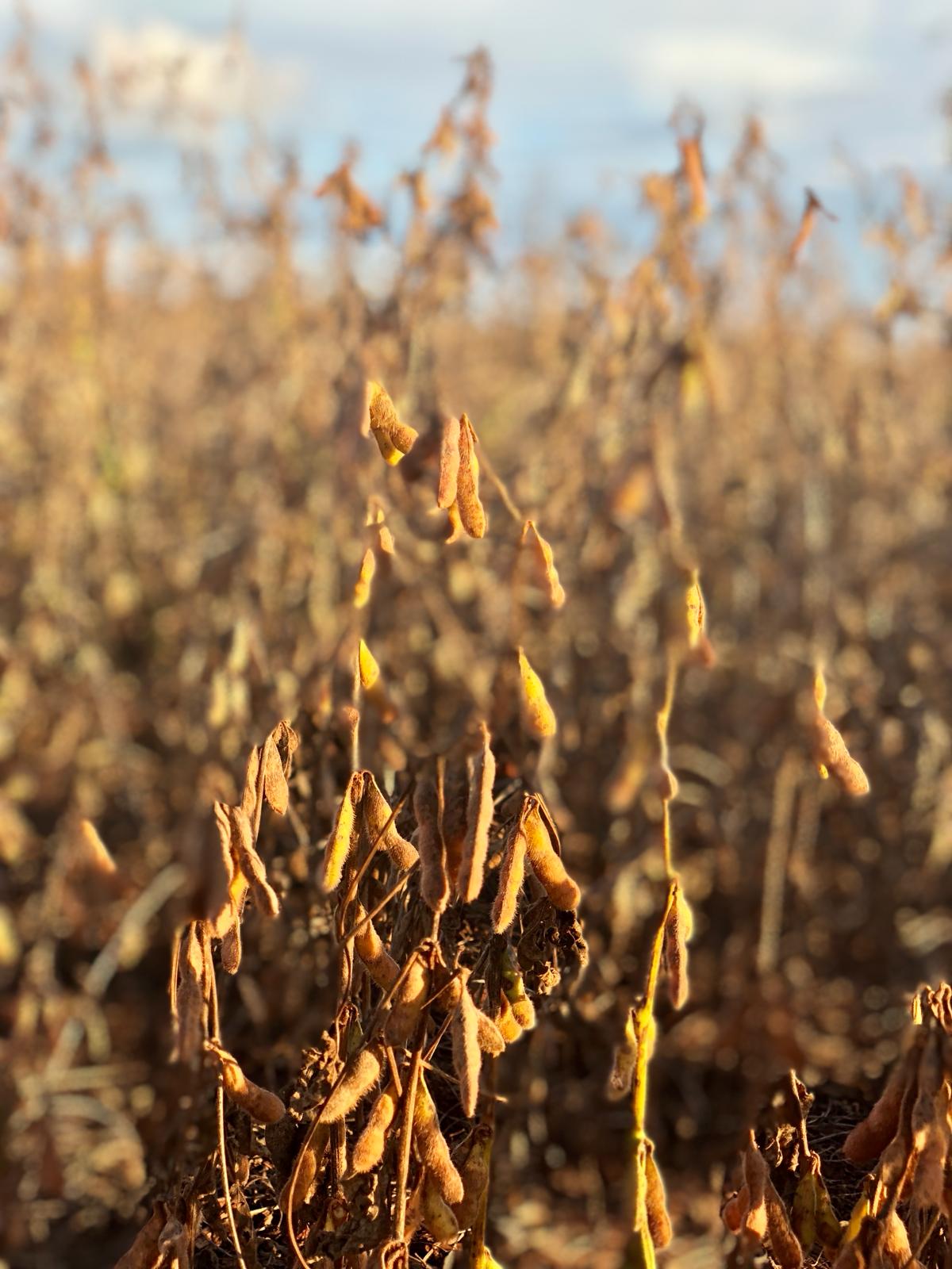 soybean.jpeg