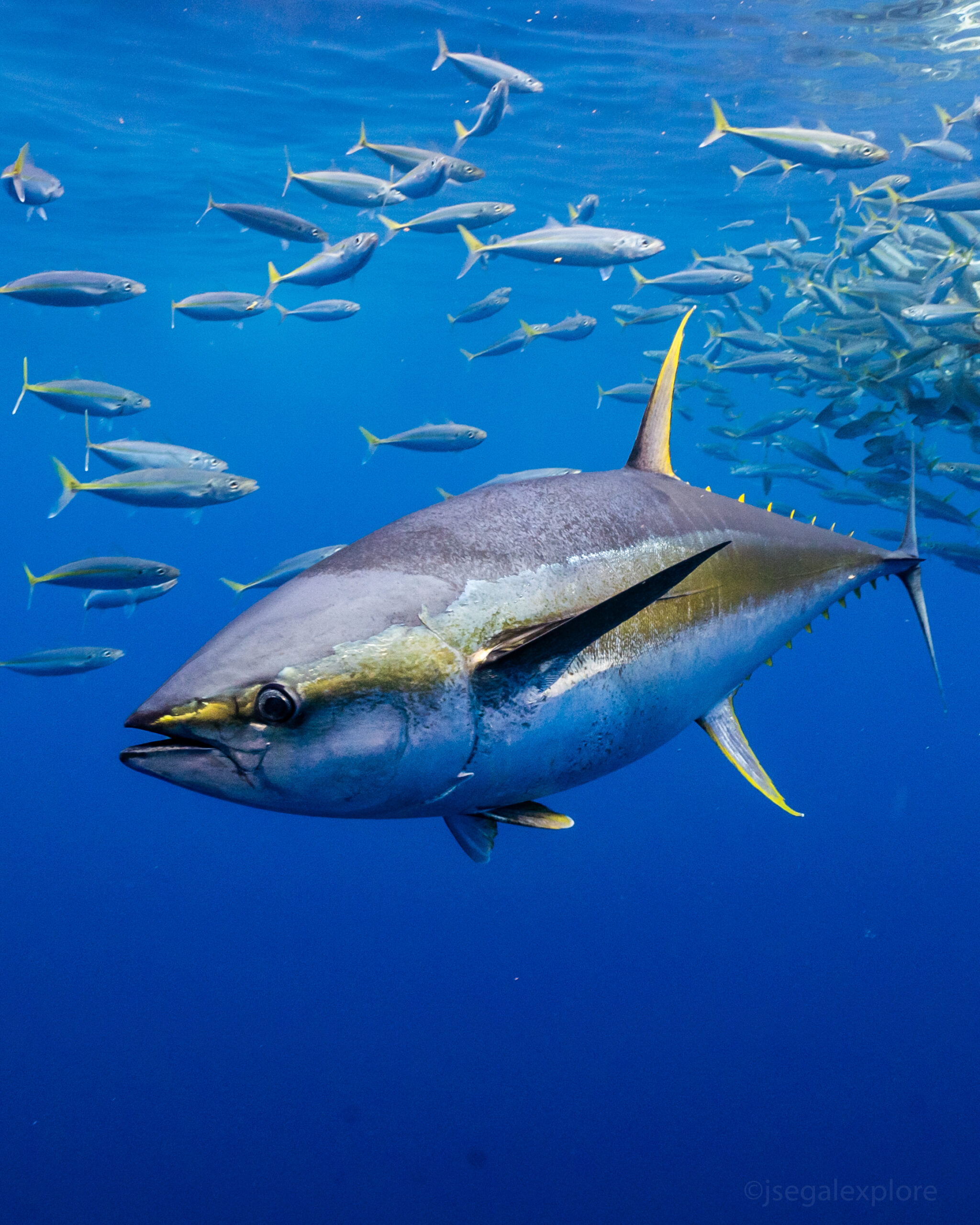 Tuna-Pic-scaled.jpg